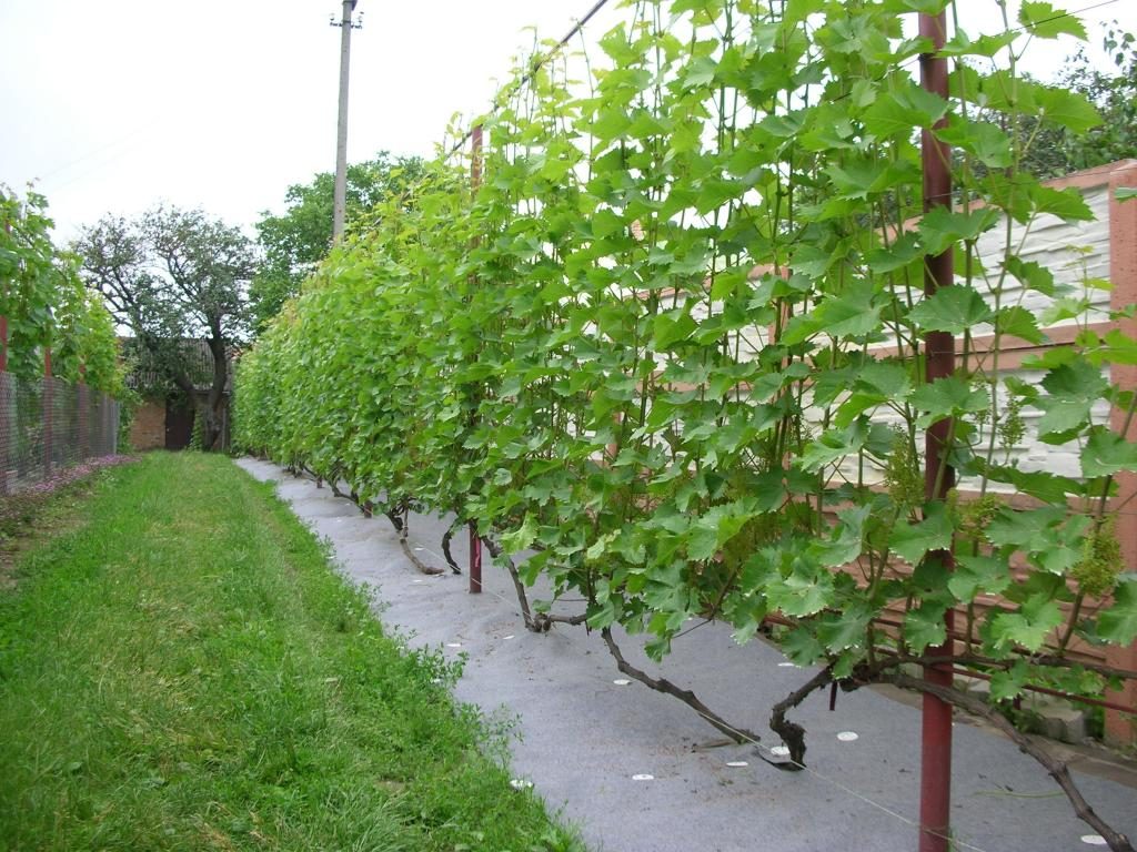 Шпалера для винограда своими руками: как сделать опоры под виноградник