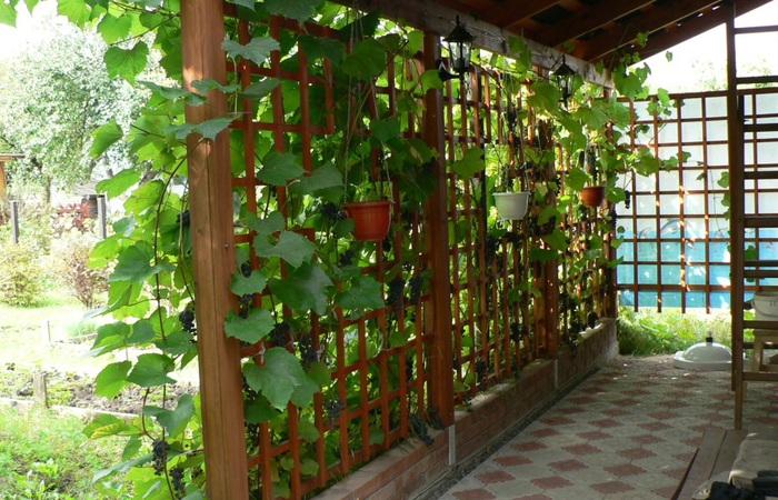 Как сделать опору для винограда на даче своими руками?